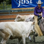 Derby 4 years old Open Champion Martina...