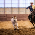 Non-Pro Bridle champion Working Cow Horse...