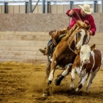 Open Bridle champion Working Cow Horse Tomas...