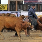 Silverstone Western Cup 2016 - NCHA Non-Pro...