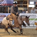 Silverstone Western Cup 2016 -NCHA Non-Pro...